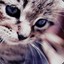 Котёнок