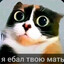 предал финибут