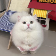 臣妾要告发熹贵妃私通温实初罪不容诛