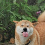 我可以摸摸你的校徽吗