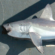 сухаяакула