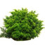 Loot Bush
