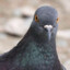 CheerfulPigeon