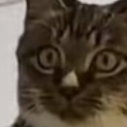 担心猫向你招手