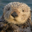 Sea Otter