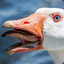 Ous-Goose