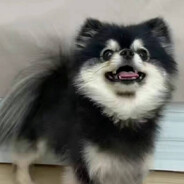 爱弥豆子的善逸君