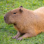 Capybara