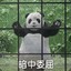 天胡棋手雨桐