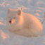 arcticfoxu