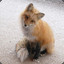 Little fox