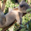 Koalapreyprey