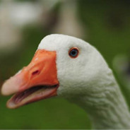 Spam Goose