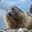 MarmotteNRV