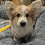 corg