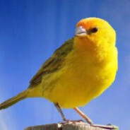 Canário Devorador de Sonhos