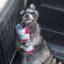 TipsyRaccon