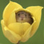 Flower Mouse