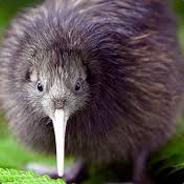 Kiwi