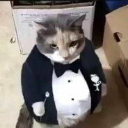 Funny cat in a tuxedo