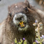 Marmot