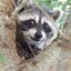 Trash E Panda