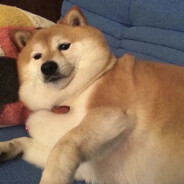 仿佛真的没爱过