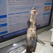 Chaosferret