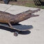 Gator Skater