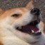 ShibainuDoge24