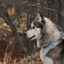 Husky