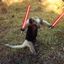 Tamandua Jedi