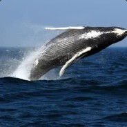 Whaleinthesea,