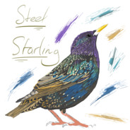 steelstarling