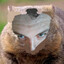 Wombait