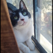 GOGARDIUM (chaufa lover)