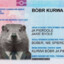Bobr kurwa