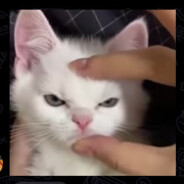 ϟ 𝘼𝙇𝙒𝙓𝙀𝙉𝙕🐔