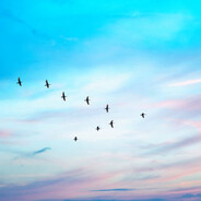 faintest dream