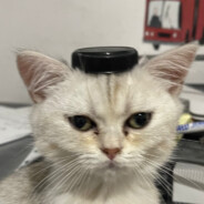 Timor avatar