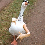 pato bandido