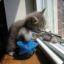 obit