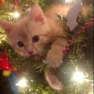 invincible666 - steam id 76561199670757100