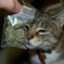 一只开飞机的猫