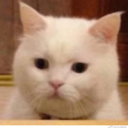 乱拳捶死嘤嘤怪