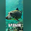 БРДЫЩ
