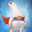 Super Pigeon