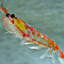 krill