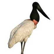 Tuiuiú