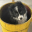 Bucket Dog